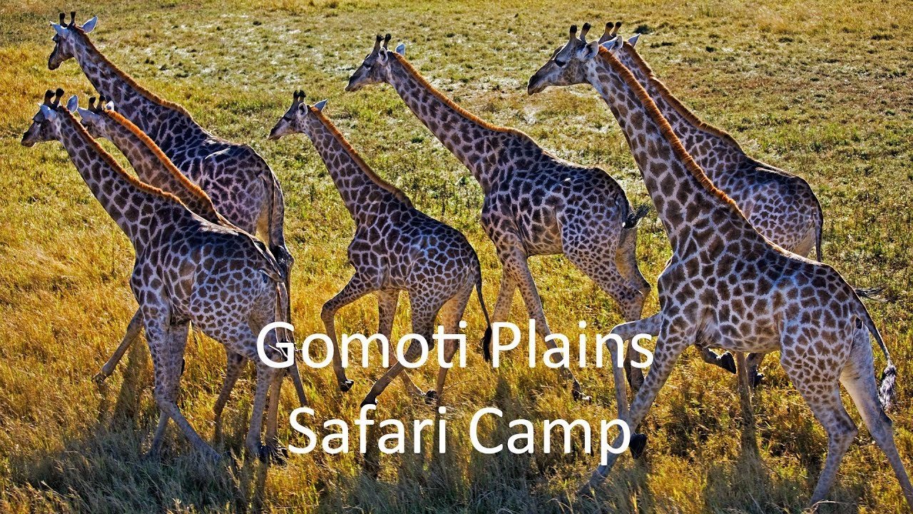 Image result for Gomoti Plains