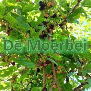 Image result for Restaurant de Moerbei