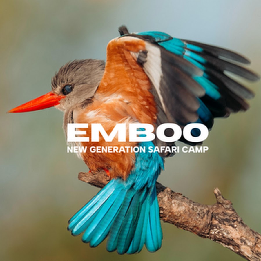 Image result for Emboo
