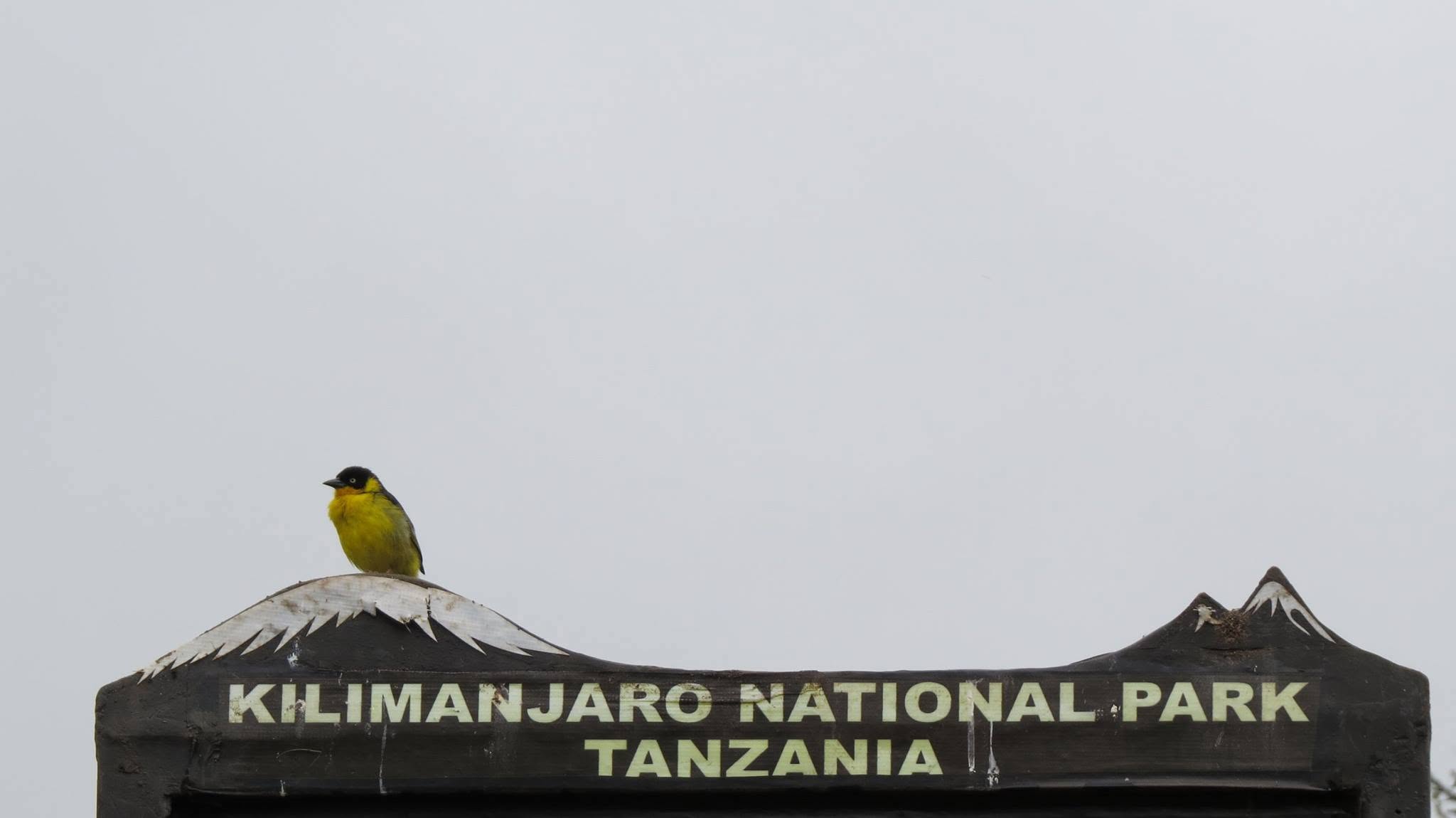 Image result for Mount Kilimanjaro National Park