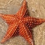 Antigua Snorkelling Tours