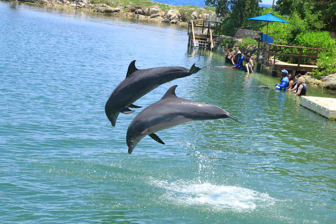 Image result for Dolphin Cove