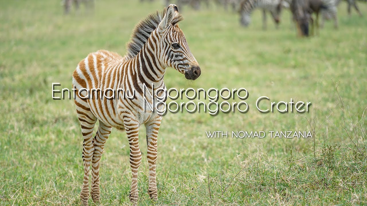 Image result for Entamanu Ngorongoro
