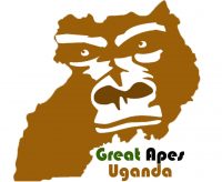 Image result for Great Apes Uganda Safaris