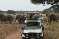 Great Vacation Safaris