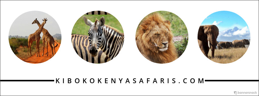 Image result for Kiboko Kenya Safaris