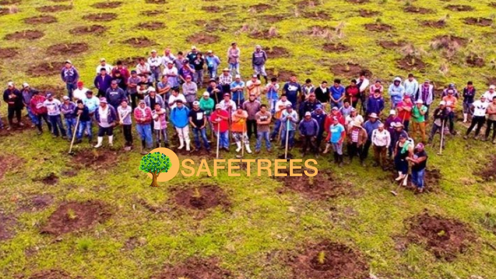 Image result for SAFETREES