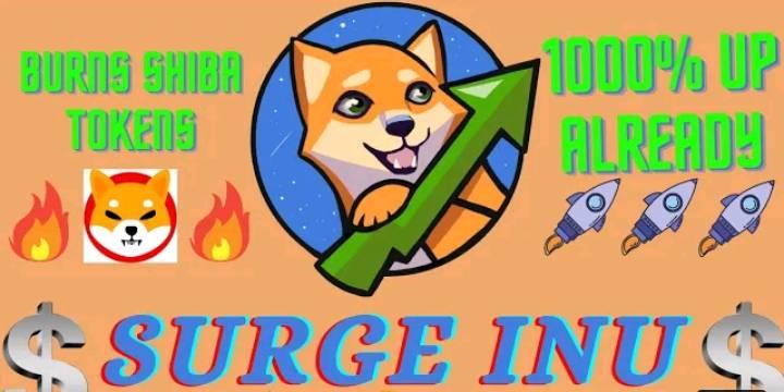 Image result for Surge Inu